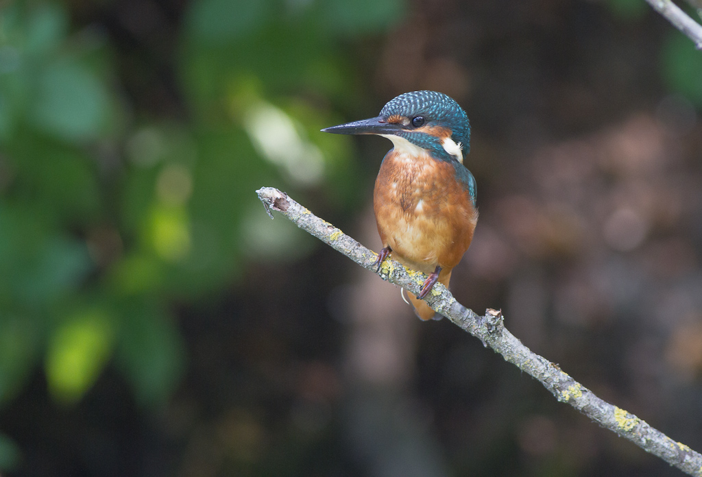 Spatola,martin pescatore ed altro