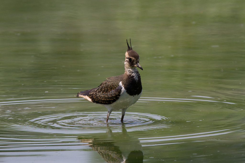 Spatola,martin pescatore ed altro