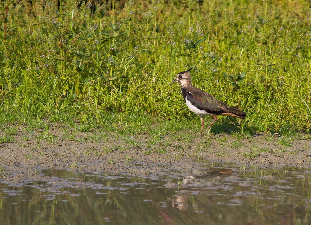 Oggi a Torrile(lipu)