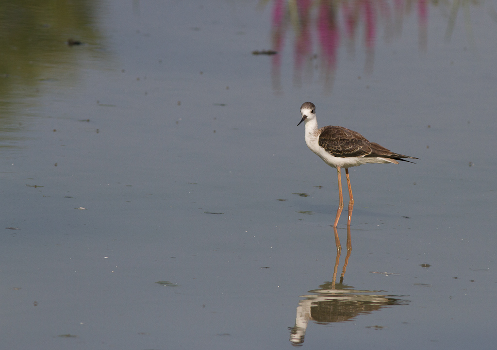 Oggi a Torrile(lipu)