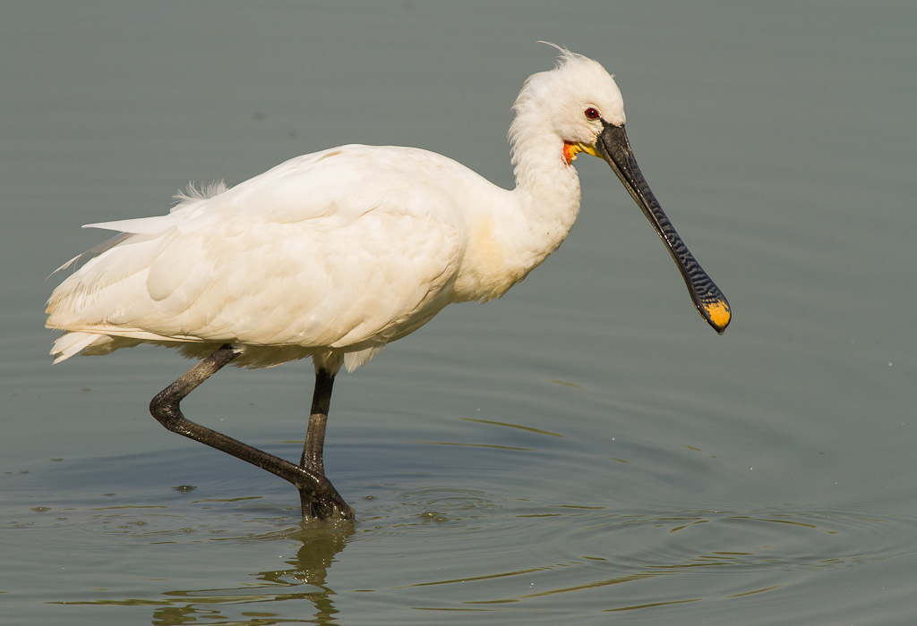 Oggi a Torrile(lipu)