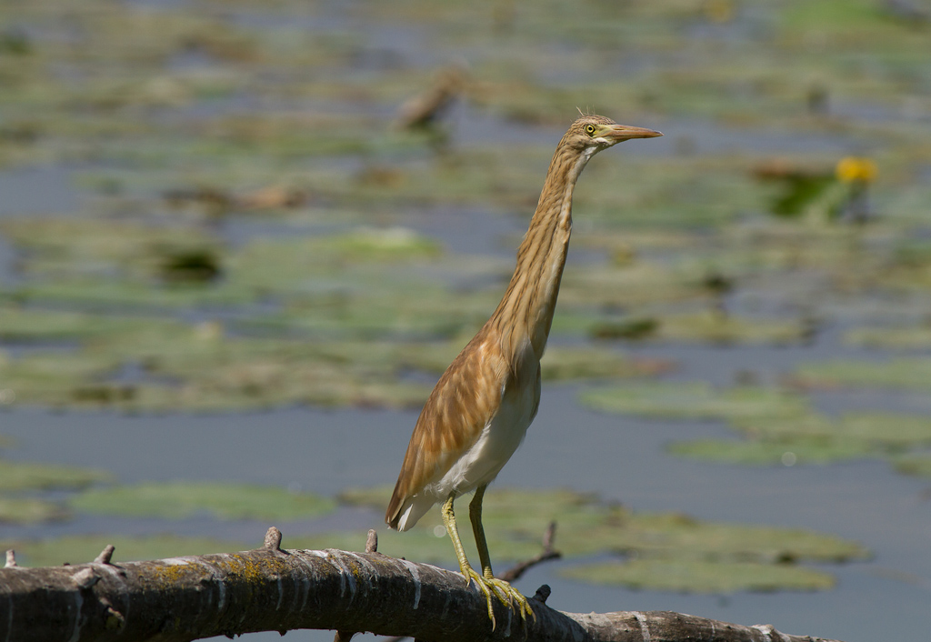 Oggi a Torrile(lipu)