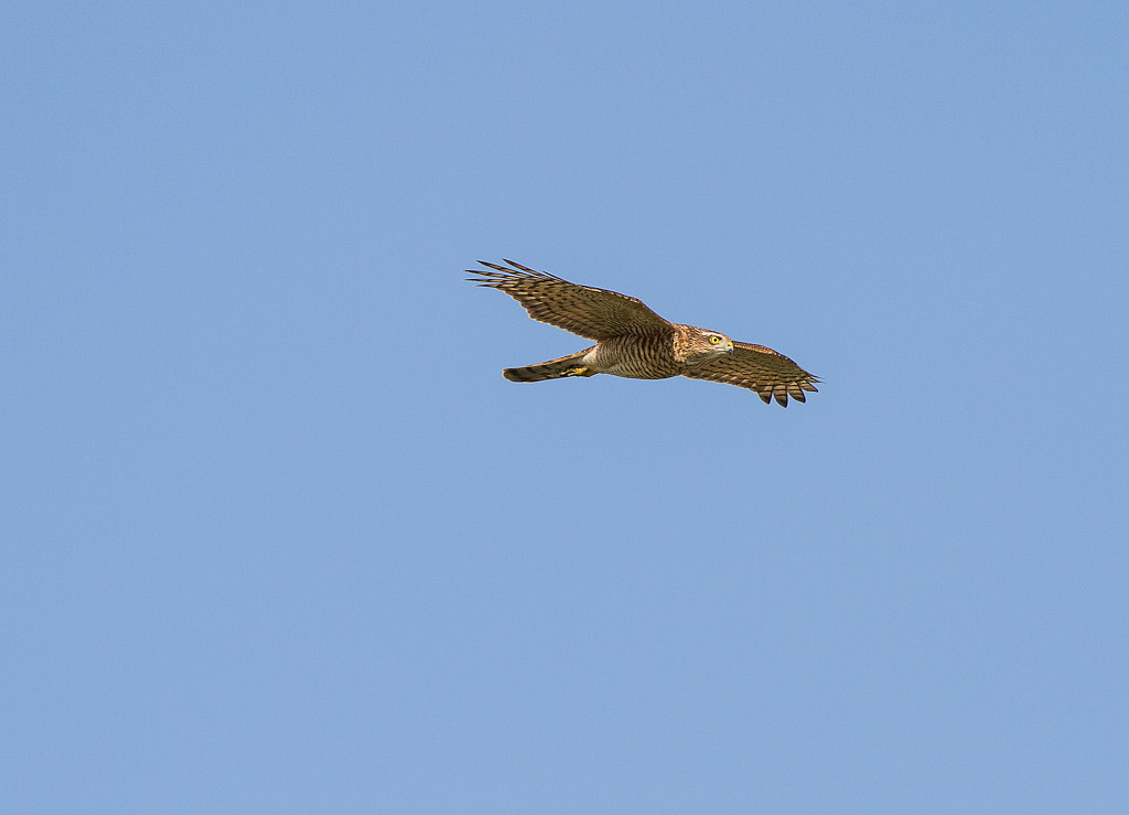 Id rapace help..