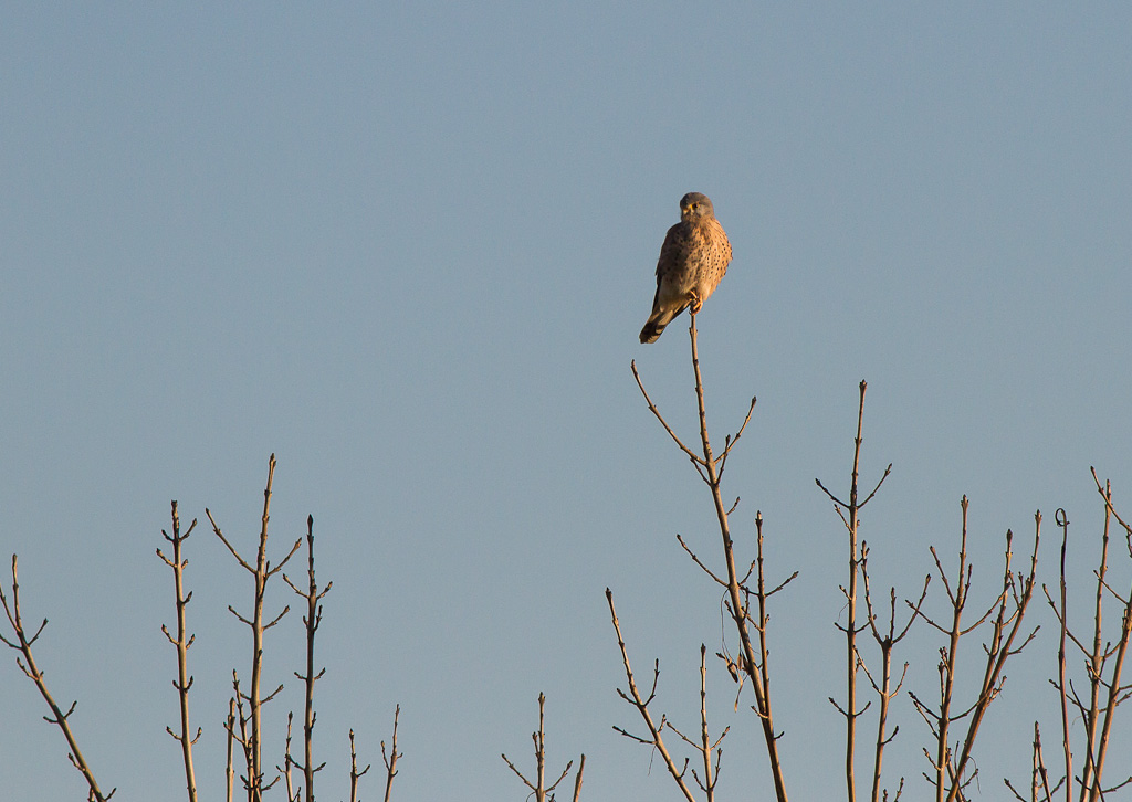Gheppio molto crop...Molto