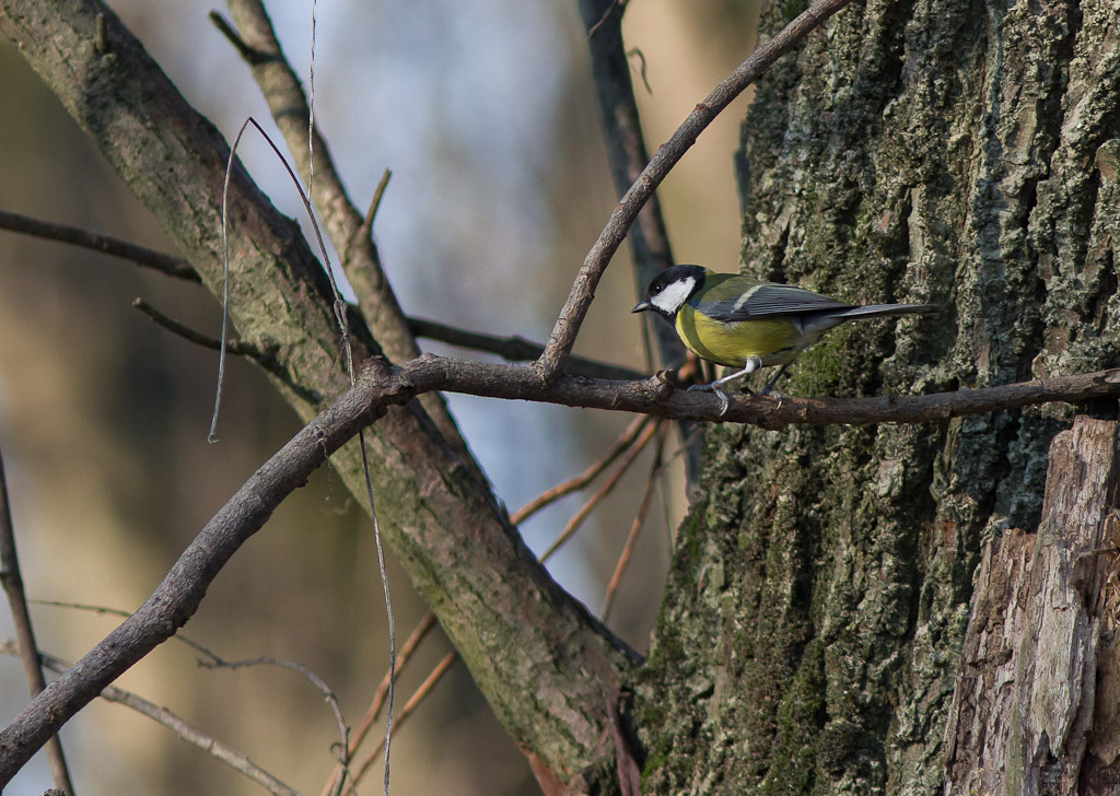 Cinciallegra e pettirosso