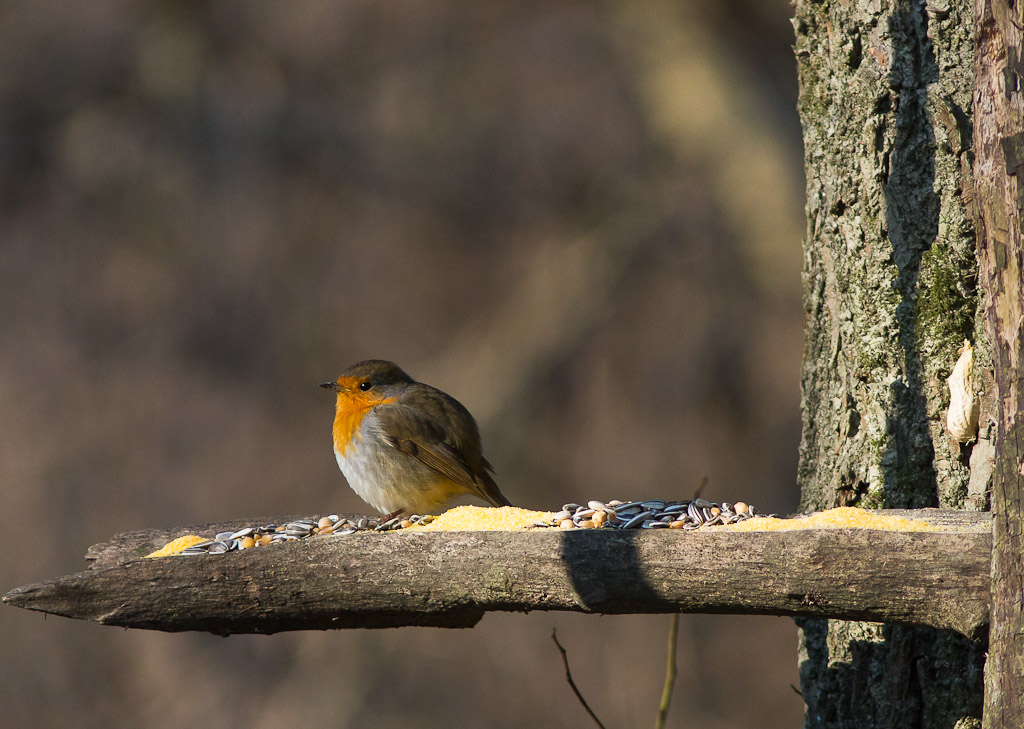 Cinciallegra e pettirosso
