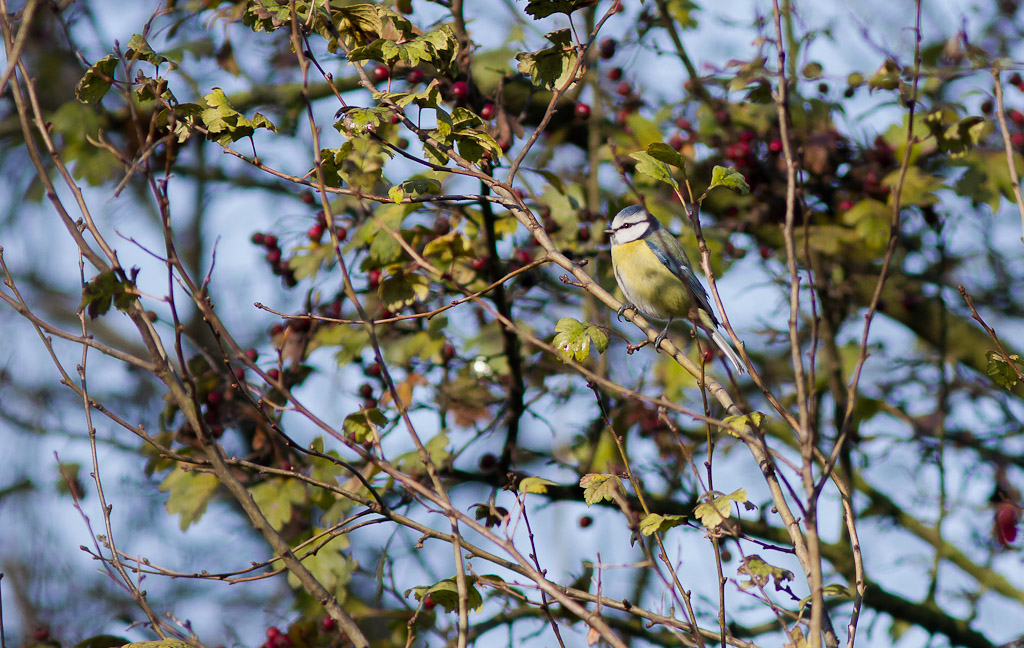 Fringuello,cinciarella,pettirosso ambientati