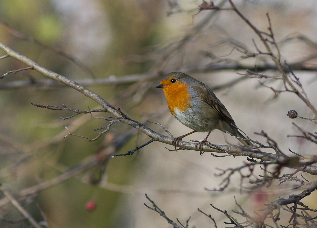 Fringuello,cinciarella,pettirosso ambientati
