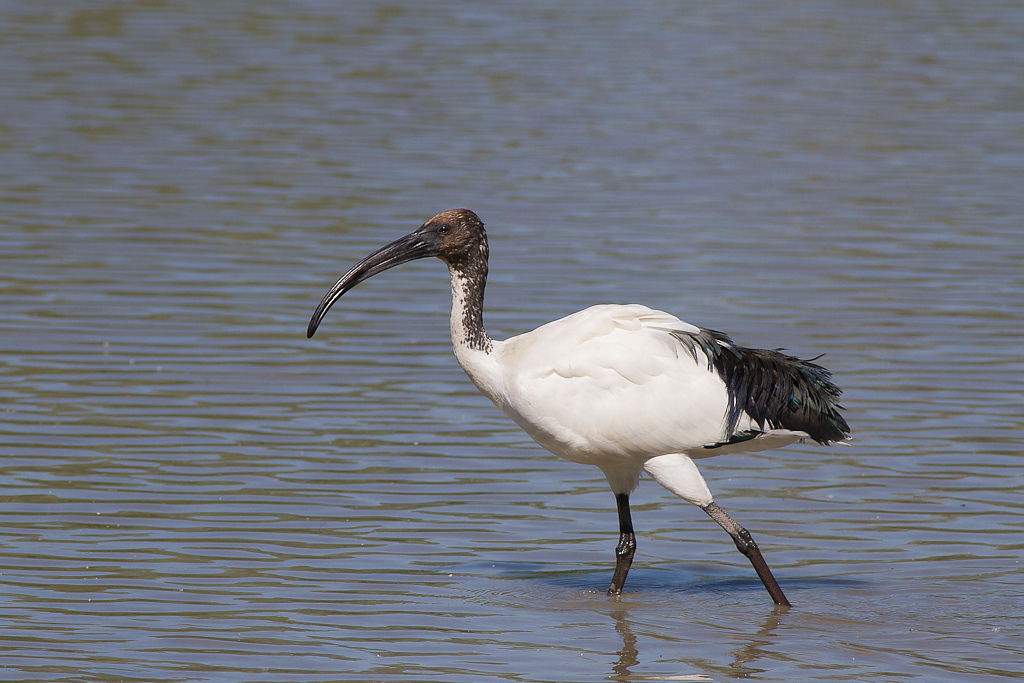 Ibis
