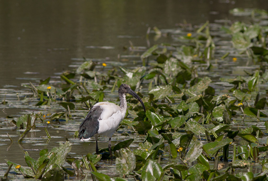 Ibis