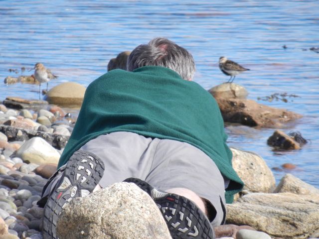 Piovanello pancianera
