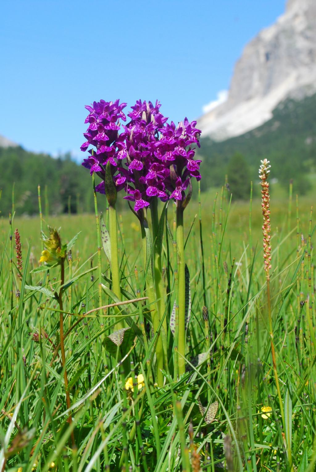 Dactylorhiza cruenta ?