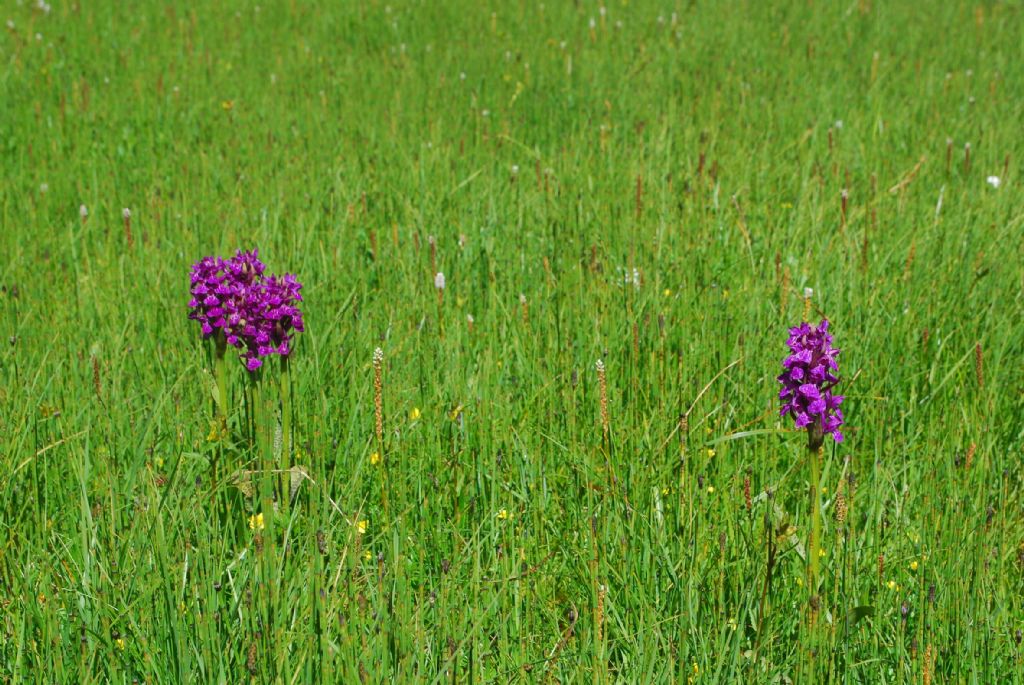 Dactylorhiza cruenta ?