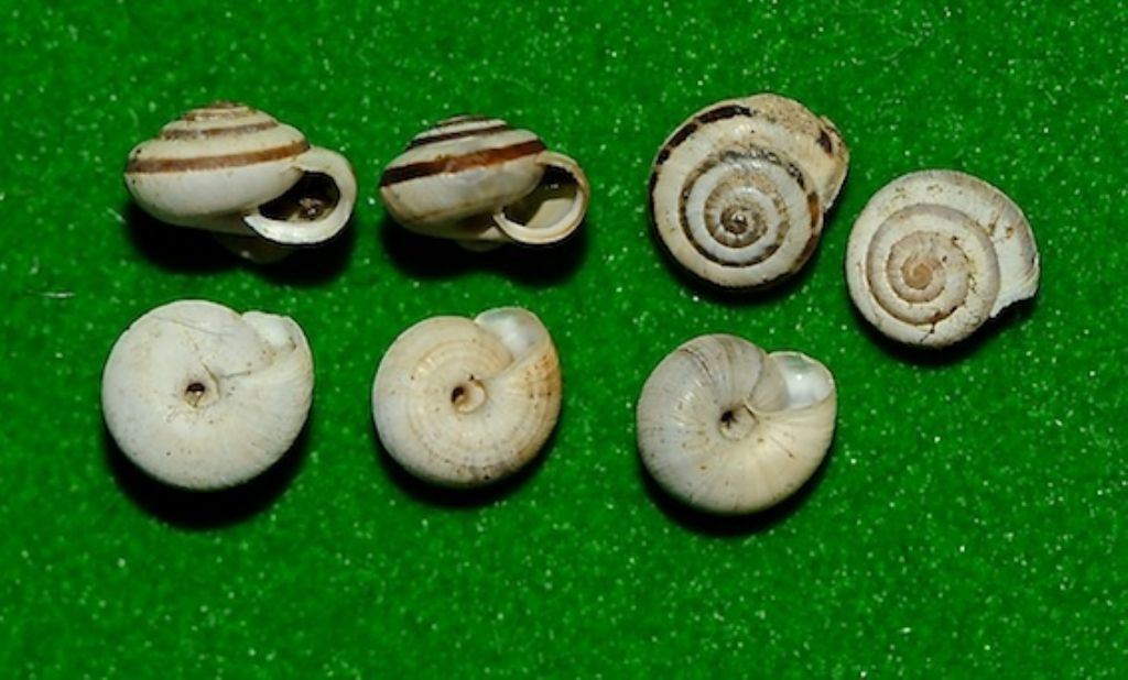 Hygromiidae da identificare