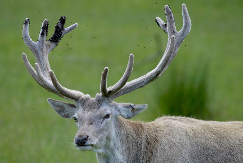 Cervi scozzesi bianchi