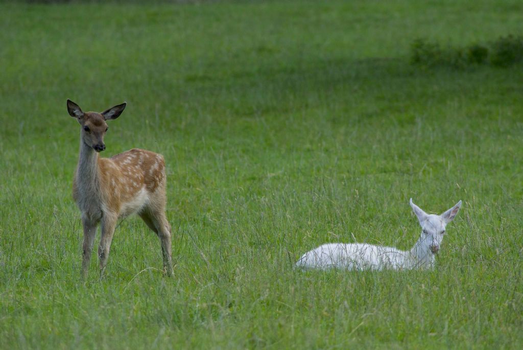 Cervi scozzesi bianchi