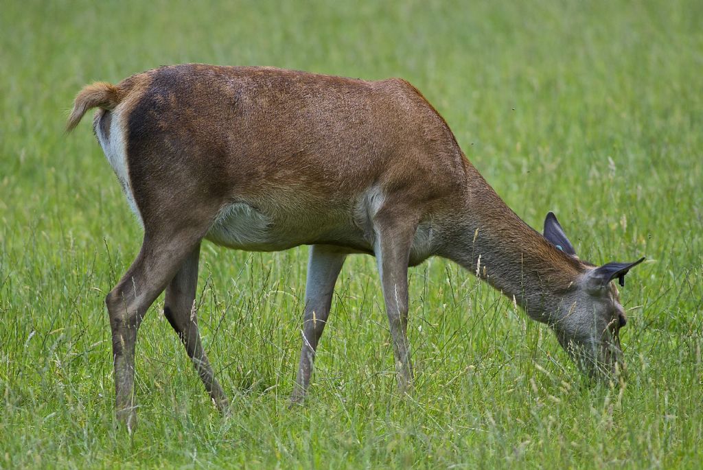Cervi scozzesi bianchi
