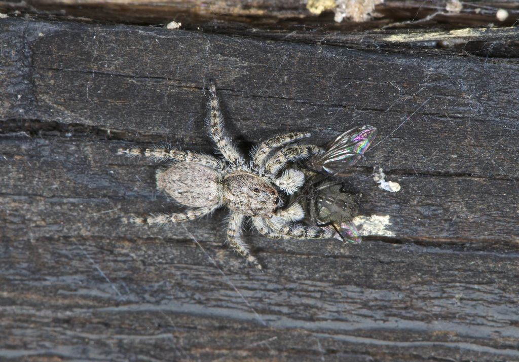 Menemerus sp.; Philaeus chrysops - Panfilia (FE)