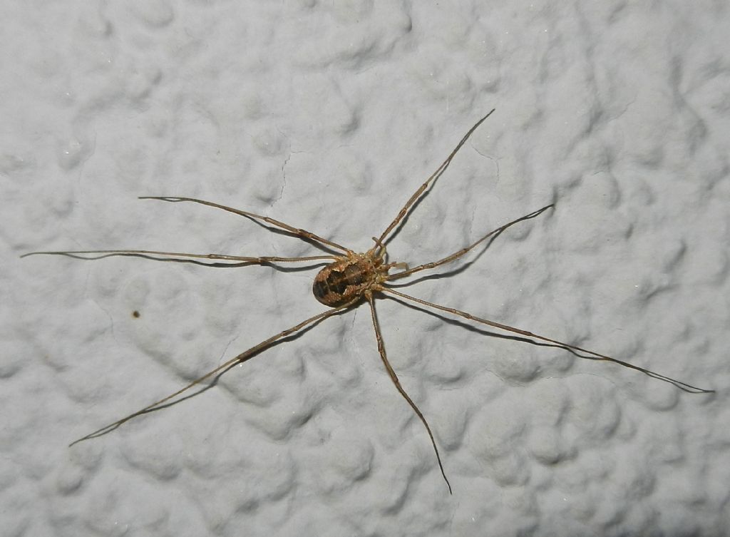 Opiliones from Ratingen (Germany)