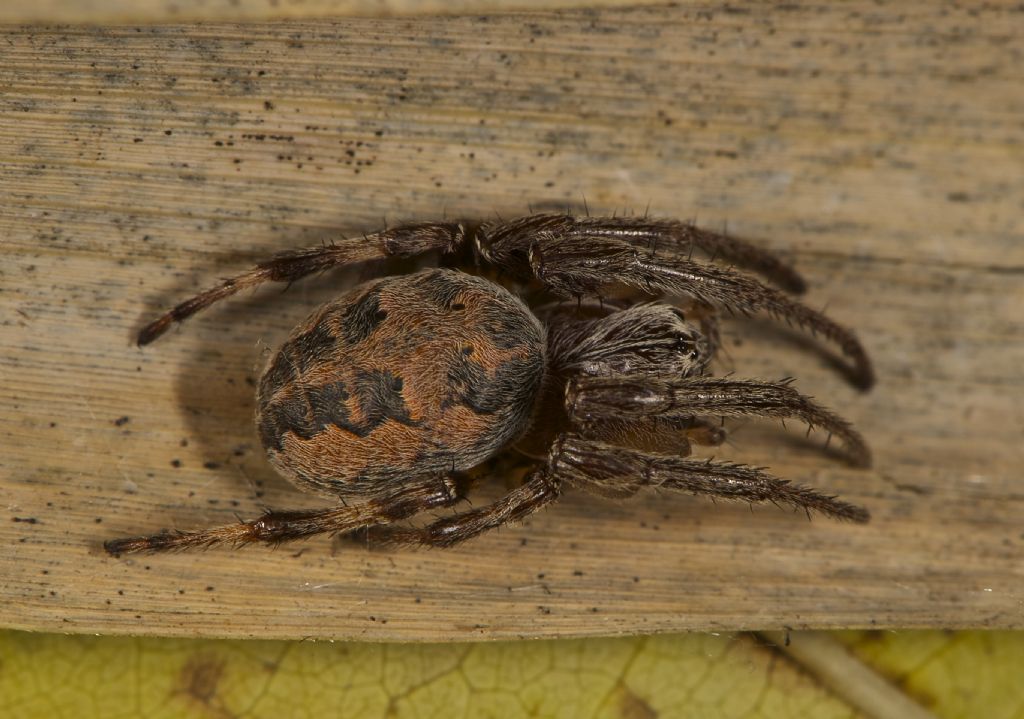 Larinioides sp. - Bentivoglio (BO)