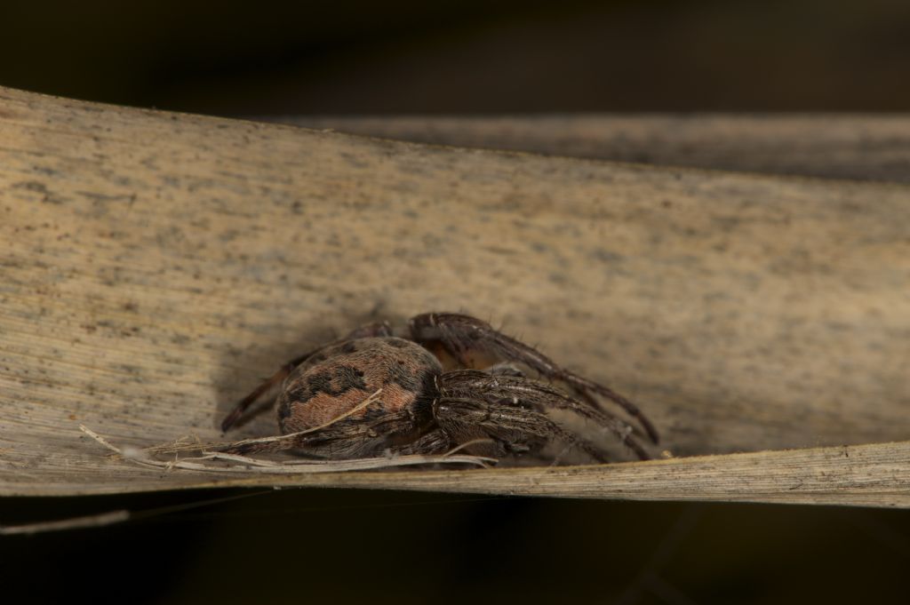 Larinioides sp. - Bentivoglio (BO)