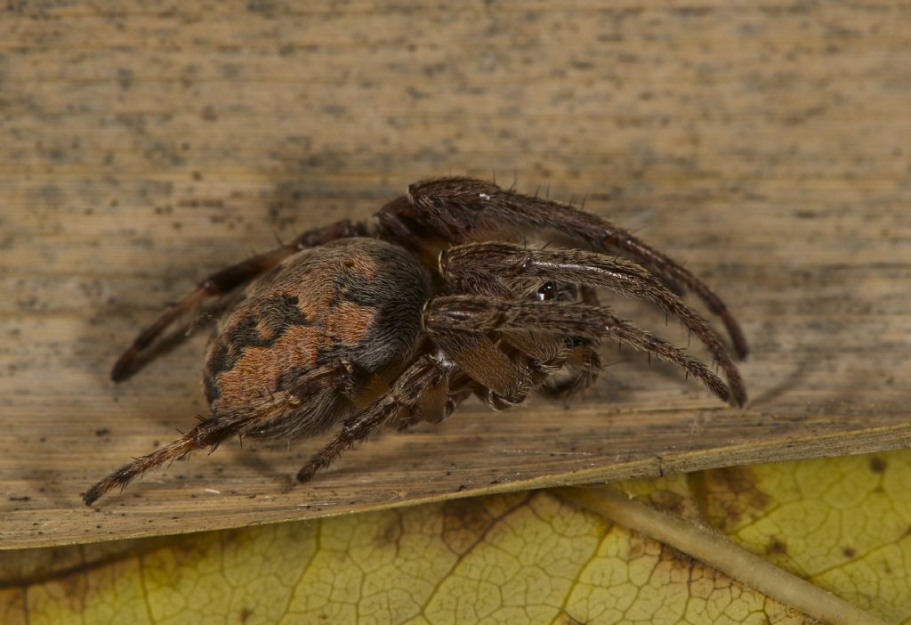 Larinioides sp. - Bentivoglio (BO)
