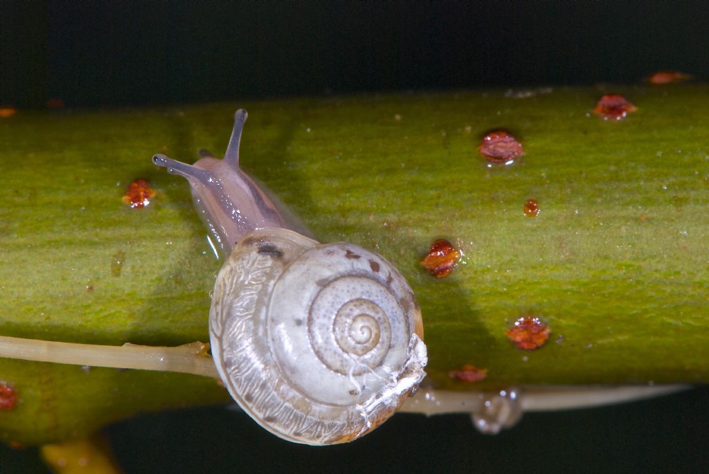 Hygromia cinctella under rain