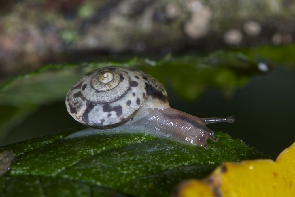 Hygromia cinctella under rain