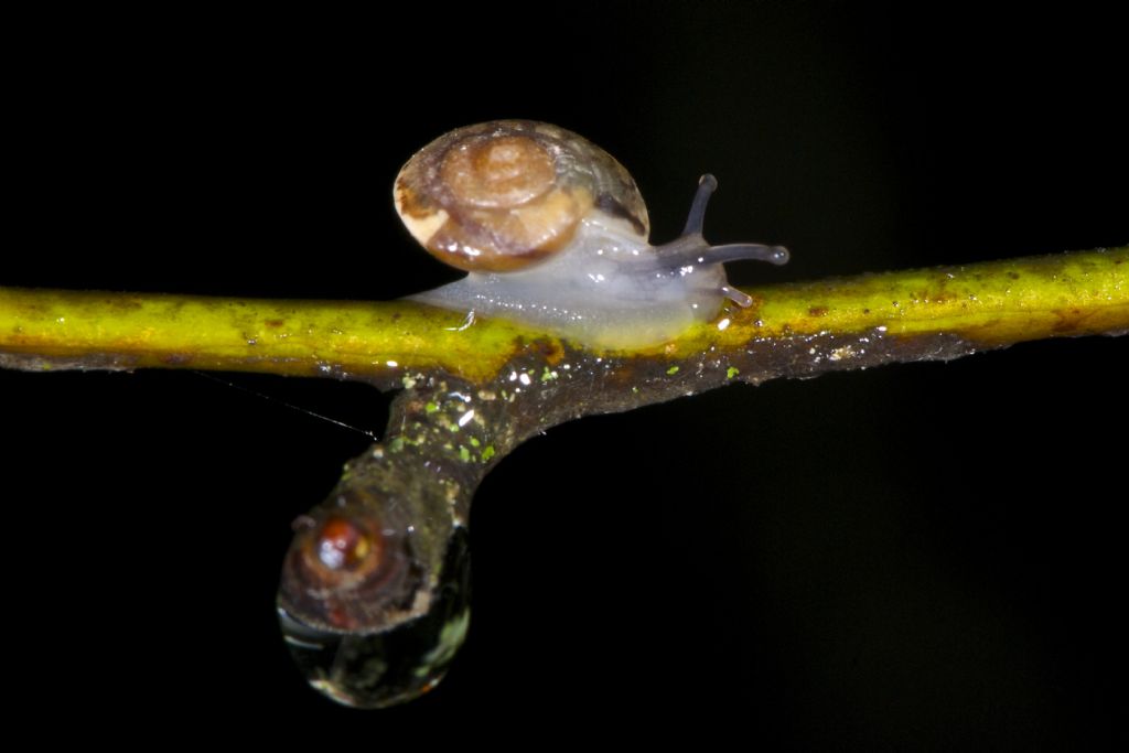 Hygromia cinctella under rain
