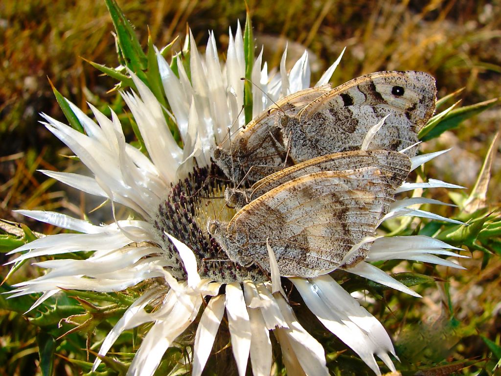 Nymphalidae Castellucio di Norcia