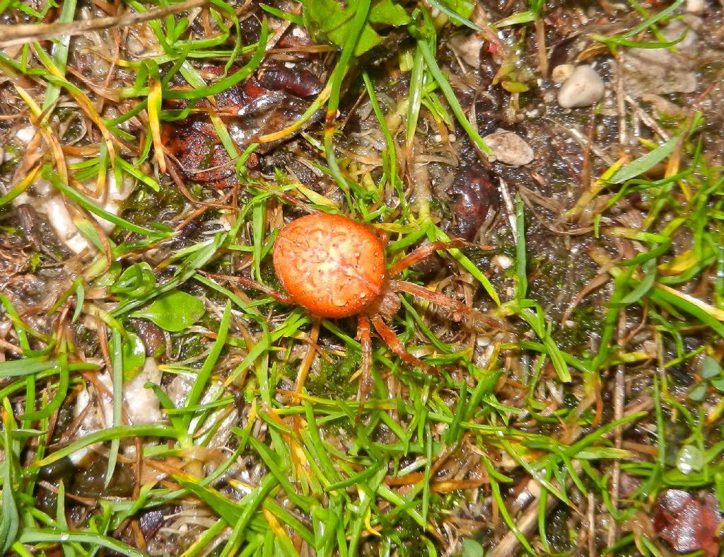 Araneus diadematus - Cengio (VI)