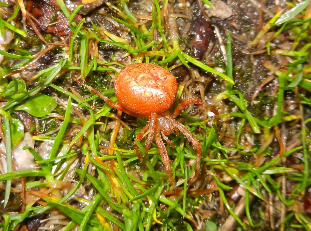 Araneus diadematus - Cengio (VI)