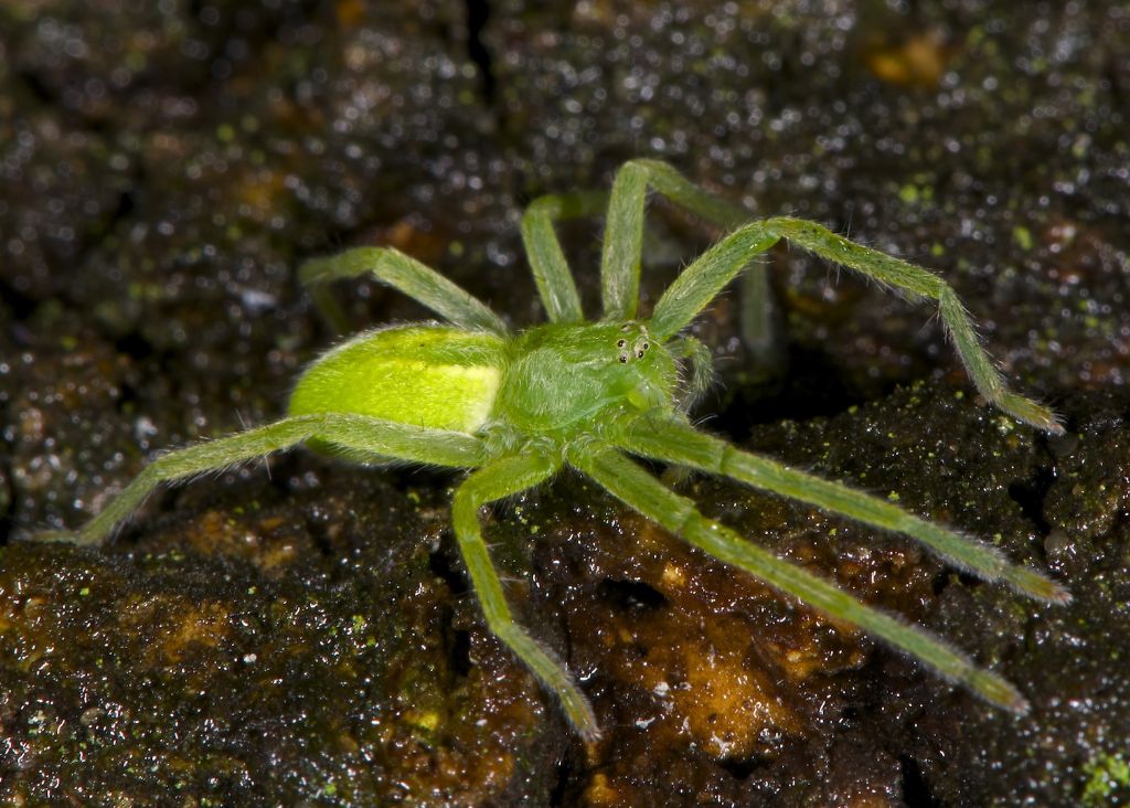 Micrommata virescens Panfilia (FE)