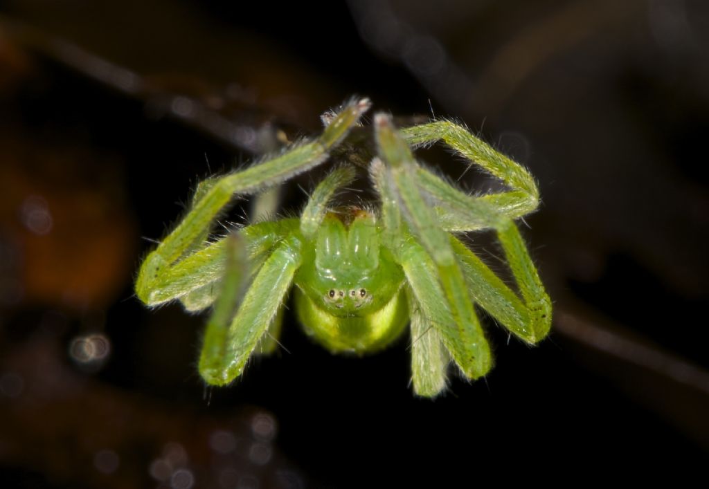 Micrommata virescens Panfilia (FE)