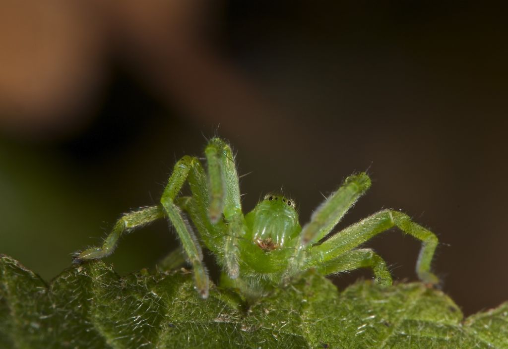 Micrommata virescens Panfilia (FE)