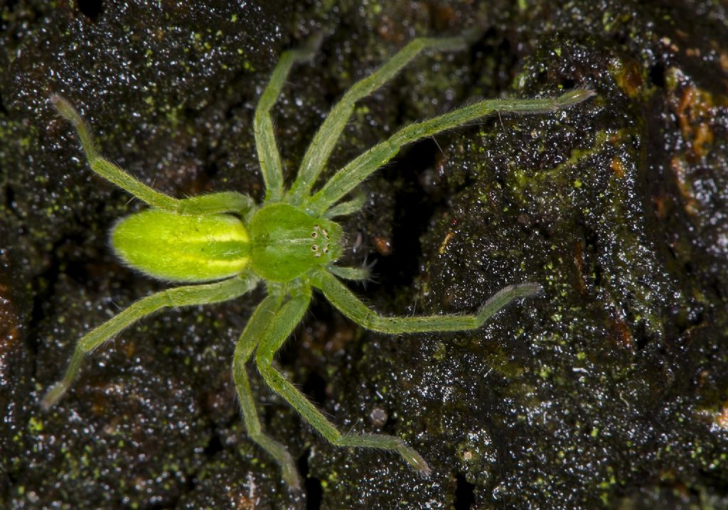 Micrommata virescens Panfilia (FE)