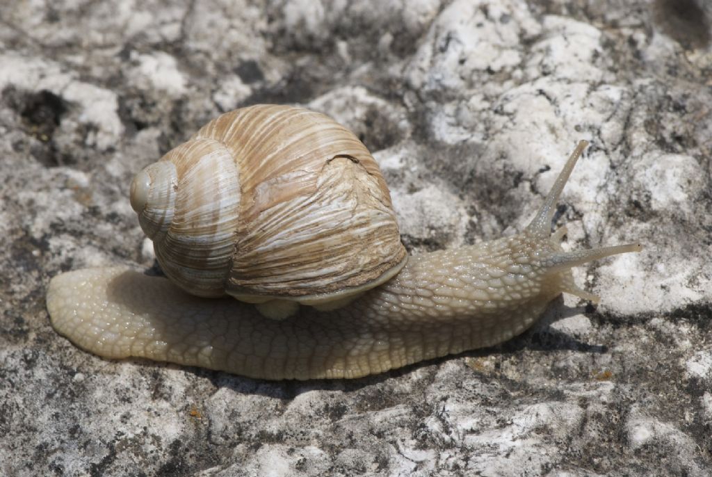 H. pomatia(?) dal Carso