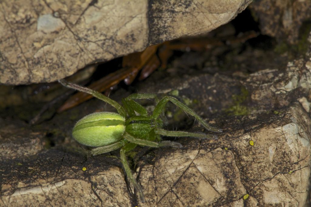 Micrommata ligurina - Valle del Sillaro (BO)