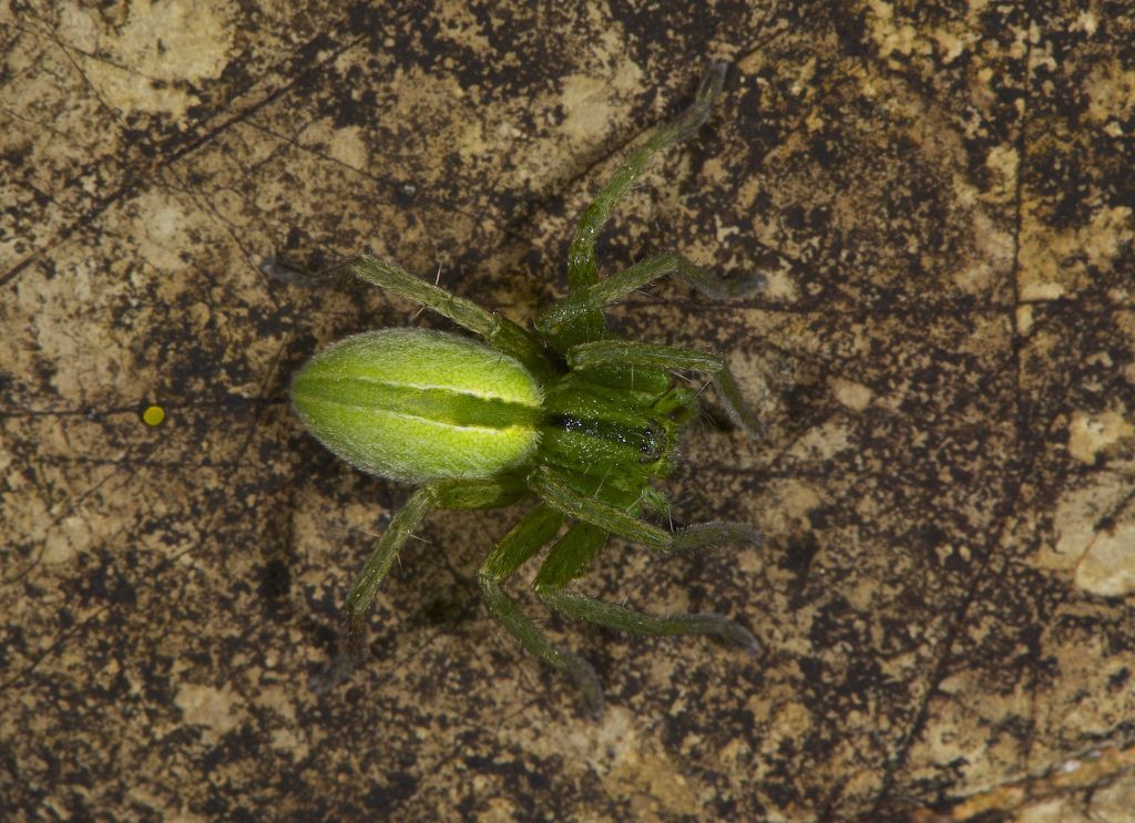 Micrommata ligurina - Valle del Sillaro (BO)