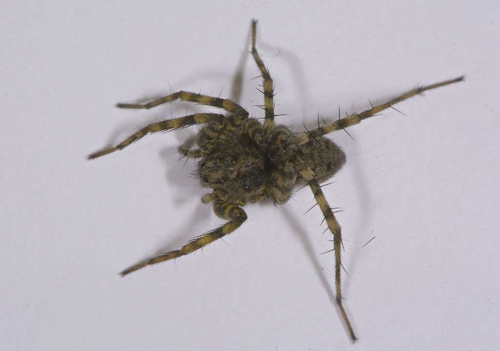 Pardosa sp. - Valle del Sillaro (BO)