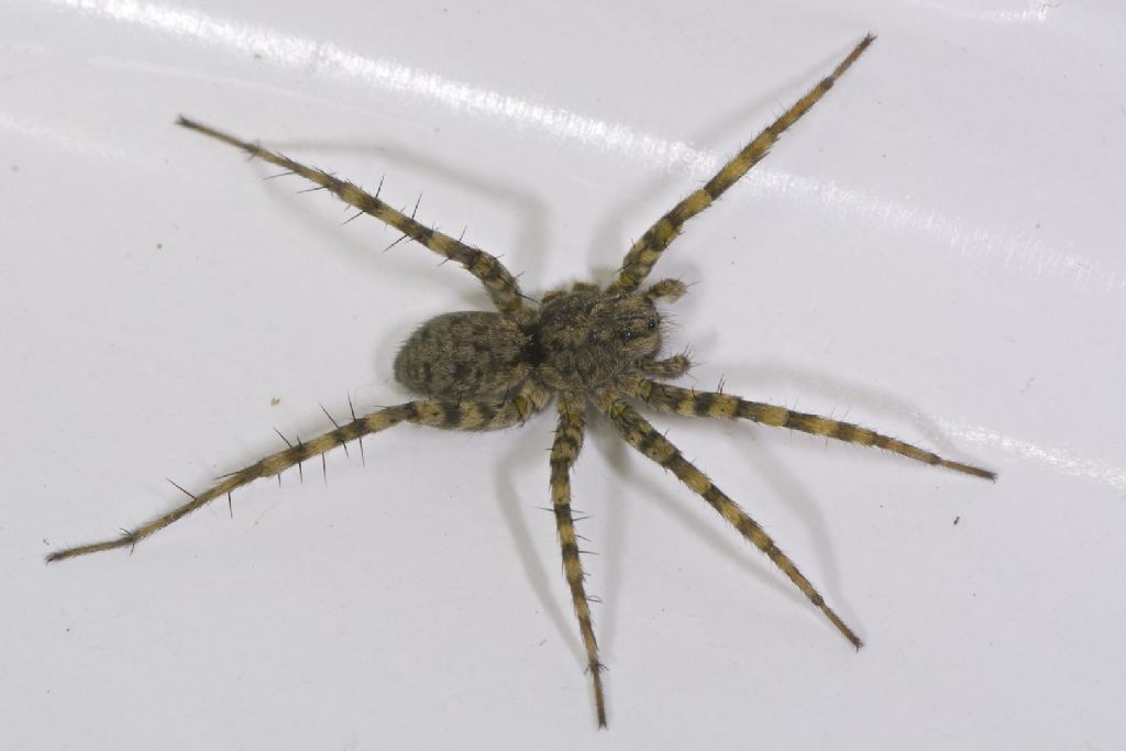 Pardosa sp. - Valle del Sillaro (BO)