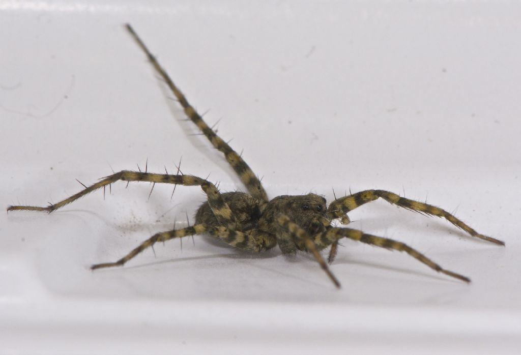 Pardosa sp. - Valle del Sillaro (BO)