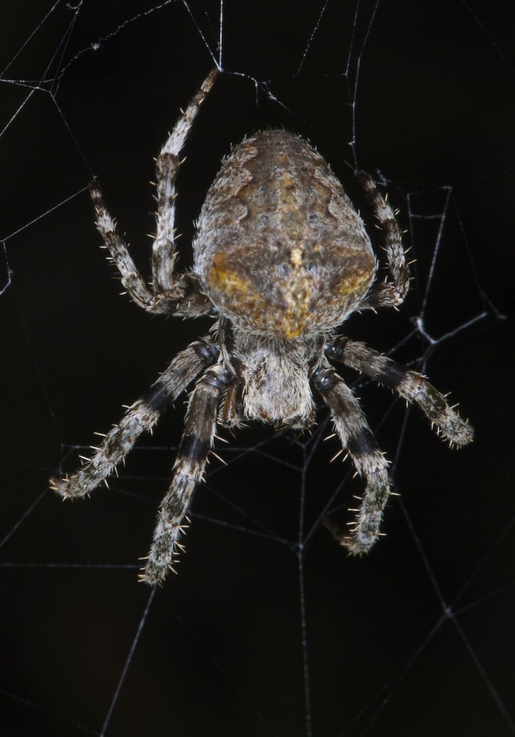 Araneus angulatus - Bentivoglio (BO)