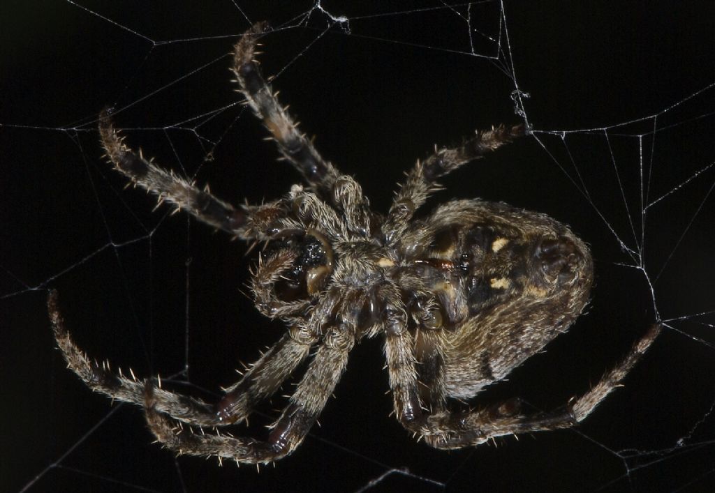 Araneus angulatus - Bentivoglio (BO)