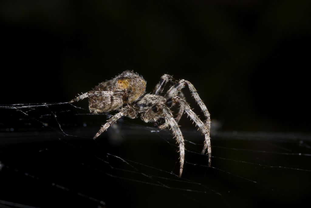 Araneus angulatus - Bentivoglio (BO)