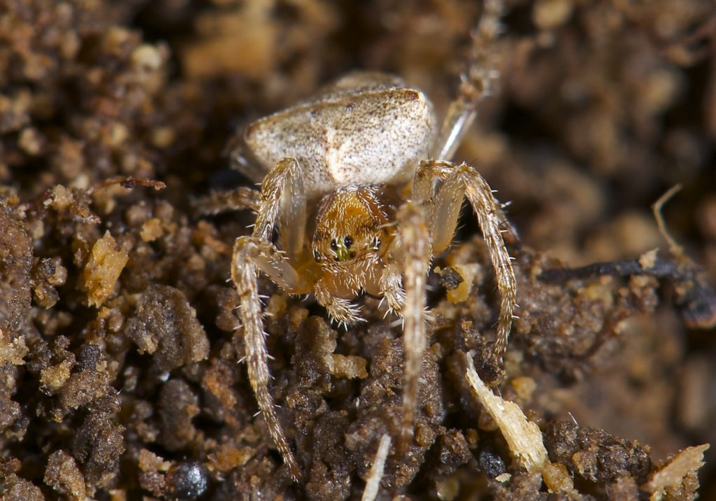 Gibbaranea bituberculata - Bentivoglio (BO)
