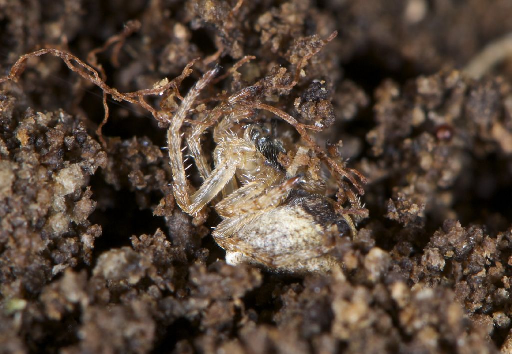 Gibbaranea bituberculata - Bentivoglio (BO)