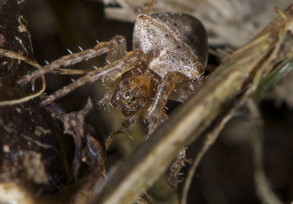 Gibbaranea bituberculata - Bentivoglio (BO)
