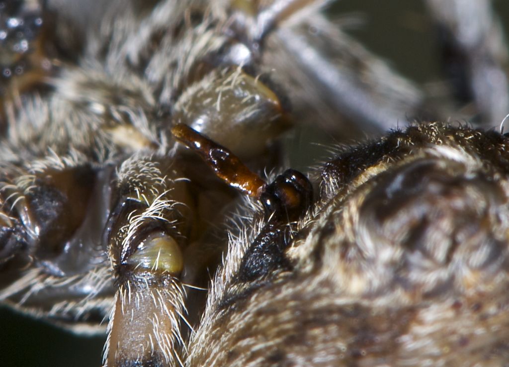 Araneus angulatus - Bentivoglio (BO)