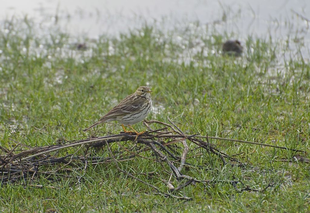 Aiuto ID sud della Spagna
